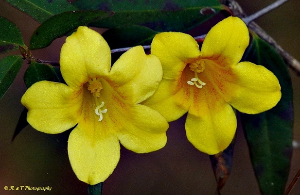 {Gelsemium sempervirens}